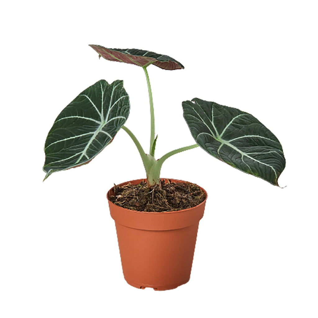 Alocasia Reginula 'Black Velvet' Indoor Plants House Plant Dropship 4" Pot 