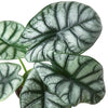 Alocasia 'Silver Dragon' Indoor Plants House Plant Dropship 