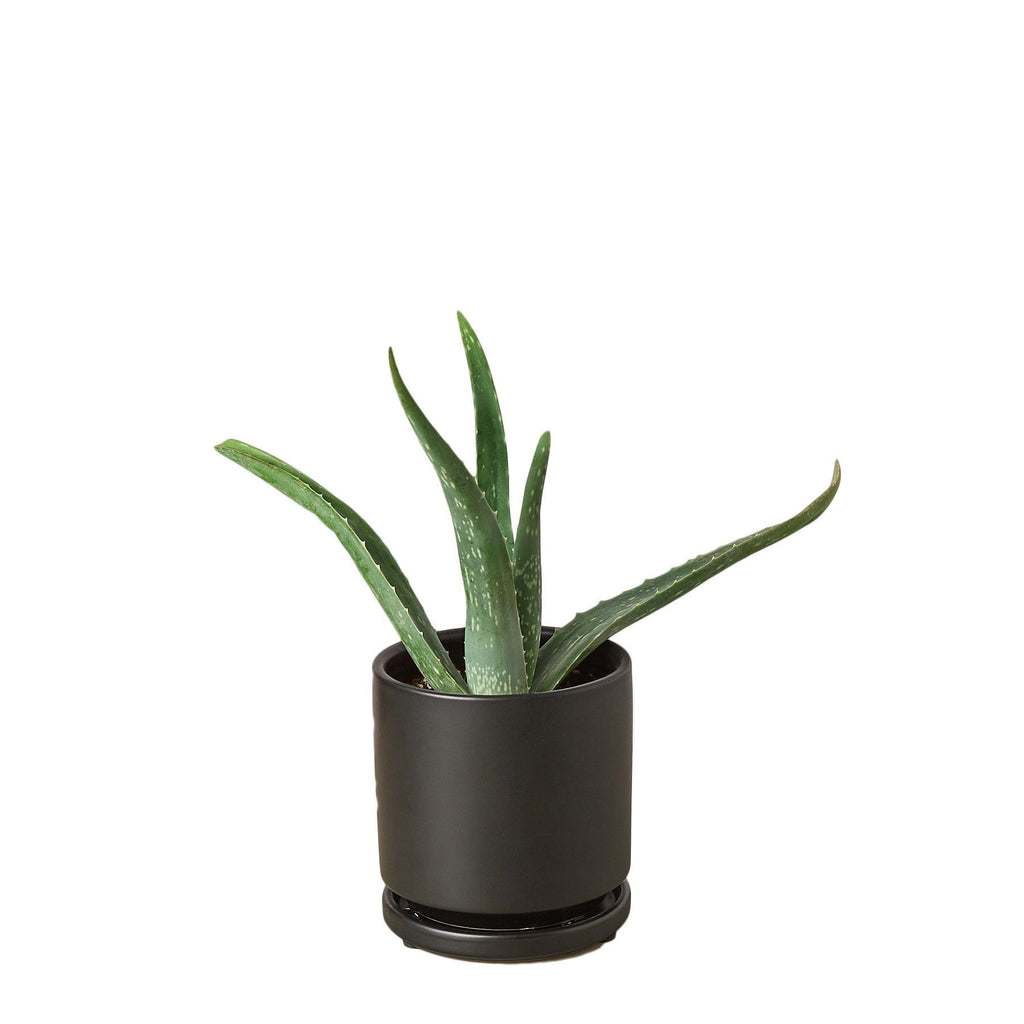 Aloe Vera Houseplant-SproutSouth-Indoor Plants