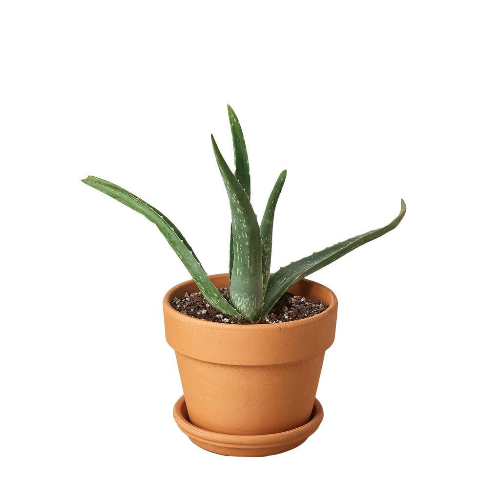 Aloe Vera Houseplant-SproutSouth-Indoor Plants