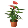 Anthurium 'Pink' Indoor Houseplant-SproutSouth-Indoor Plants