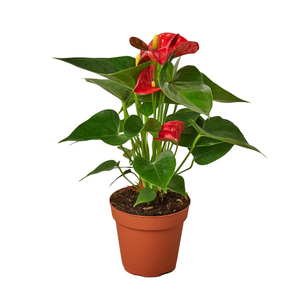 Anthurium 'Red' Indoor Plants House Plant Dropship 4" Pot Nursery Pot 