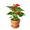 Anthurium 'Red' Indoor Plants House Plant Dropship 4" Pot Terra Cotta Short 