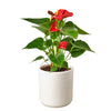 Anthurium 'Red' Indoor Plants House Plant Dropship 4" Pot White Cylinder 