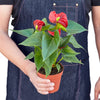 Anthurium 'Red' Indoor Plants House Plant Dropship 