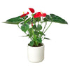 Anthurium 'Red' Indoor Plants House Plant Dropship 6" Pot White Cylinder 