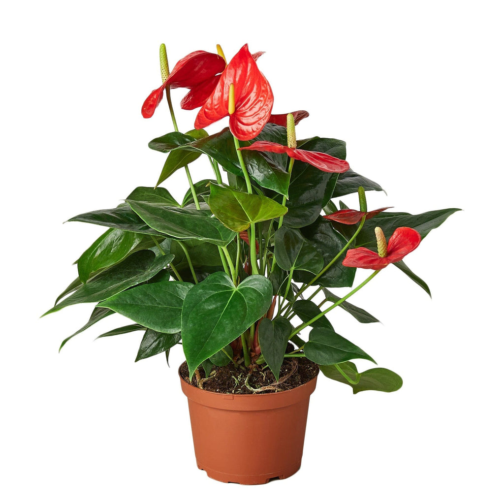 Anthurium 'Red' Indoor Plants House Plant Dropship 6" Pot Nursery Pot 