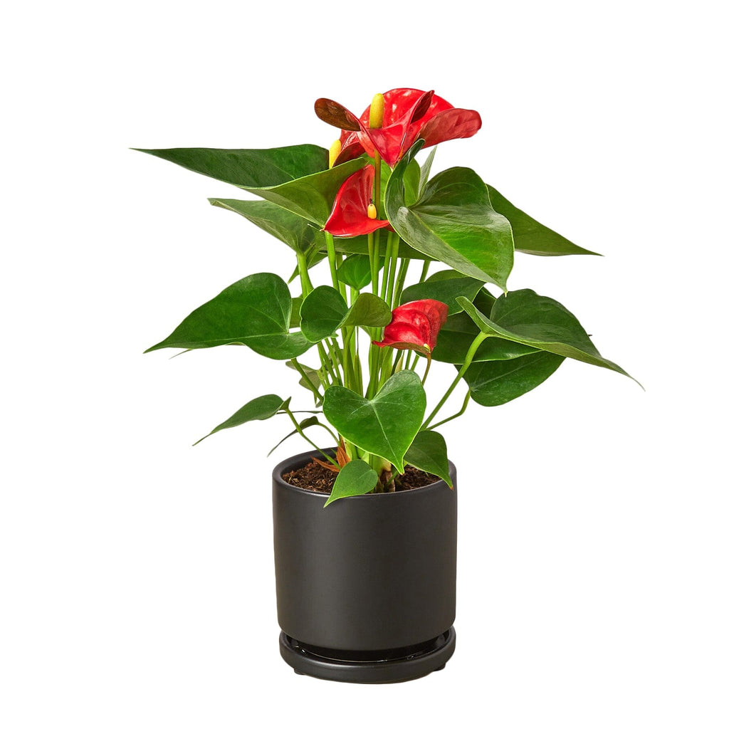 Anthurium 'Red' Indoor Plants House Plant Dropship 4" Pot Black Cylinder 