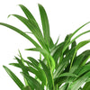 Areca Palm Indoor Plants House Plant Dropship 