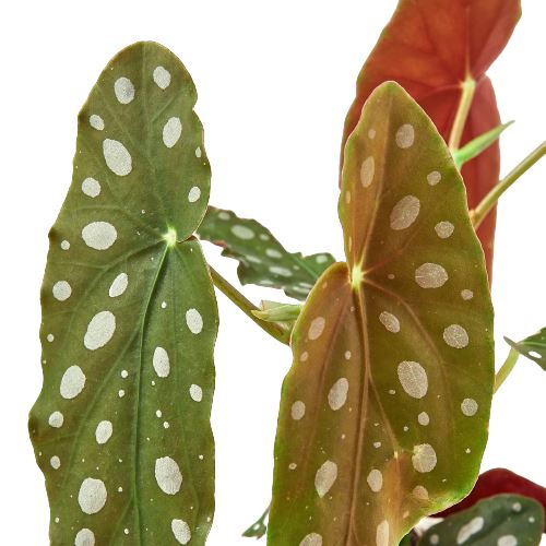 Begonia 'Maculata' 4" Plant (1pk/$2) ($6 Ship/15oz) House Plant Shop 