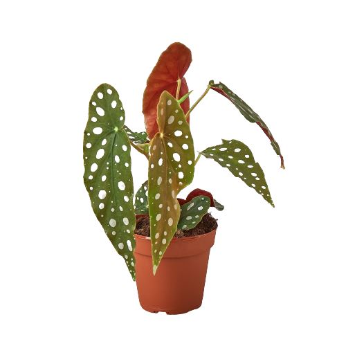 Begonia 'Maculata' 4" Plant (1pk/$2) ($6 Ship/15oz) House Plant Shop 