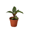 Calathea 'Beauty Star' Indoor Plants House Plant Shop 4" Pot 