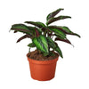 Calathea 'Beauty Star' Indoor Plants House Plant Shop 6" Pot 
