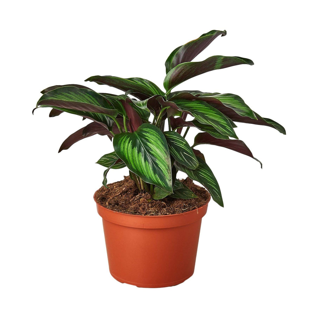 Calathea 'Beauty Star' Indoor Plants House Plant Shop 6" Pot 