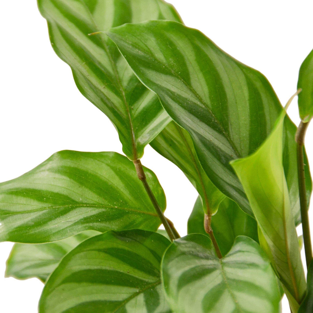 Calathea Concinna 'Freddie' Indoor Plants House Plant Dropship 