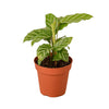 Calathea Concinna 'Freddie' Indoor Plants House Plant Dropship 4" Pot 