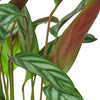 Calathea 'Grey Star' 6" Plant House Plant Dropship 