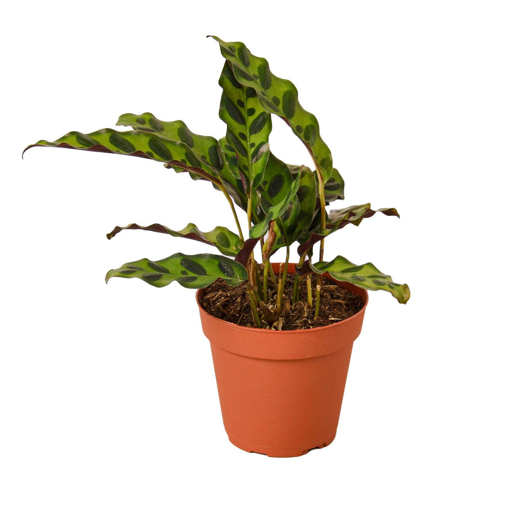 Calathea Lancifolia 'Rattlesnake' Indoor Houseplant-SproutSouth-Indoor Plants