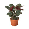 Calathea 'Ornata' Indoor Plants House Plant Shop 6" Pot 