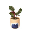 Calathea Roseopicta 'Medallion' Indoor Plants House Plant Dropship 4" Pot Huey 