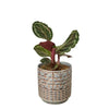 Calathea Roseopicta 'Medallion' Indoor Plants House Plant Dropship 4" Pot Navarro 
