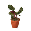 Calathea Roseopicta 'Medallion' Indoor Plants House Plant Dropship 4" Pot Nursery Pot 