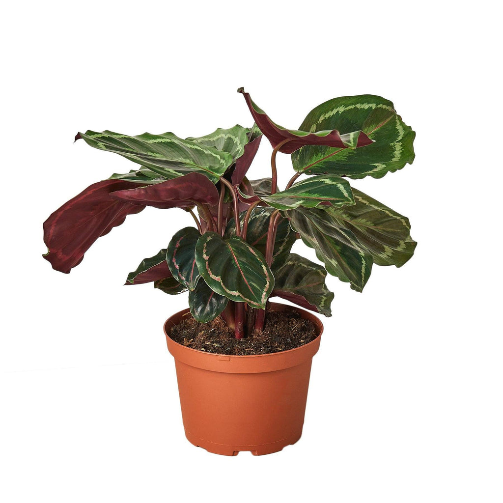 Calathea Roseopicta 'Medallion' Indoor Plants House Plant Dropship 6" Pot Nursery Pot 