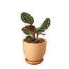 Calathea Roseopicta 'Medallion' Indoor Plants House Plant Dropship 4" Pot Terra Cotta Liberty Bell 