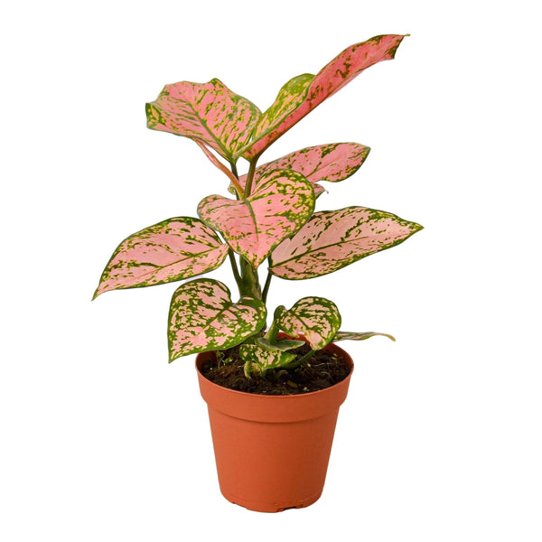 Chinese Evergreen 'Lady Valentine' Indoor Plants House Plant Dropship 4" Pot 