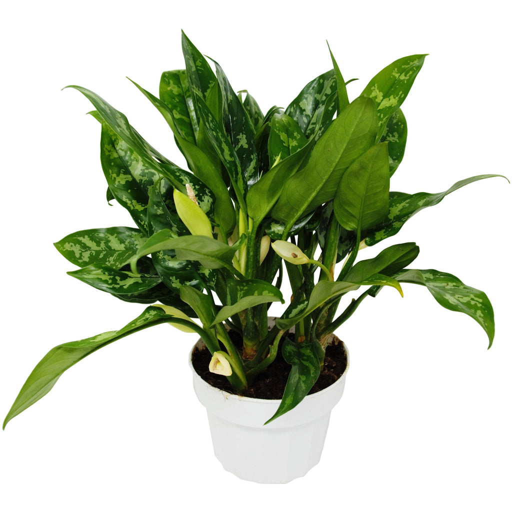 Chinese Evergreen 'Maria' Indoor Plants House Plant Dropship 