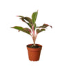 Chinese Evergreen 'Red Siam' Indoor Plants House Plant Dropship 