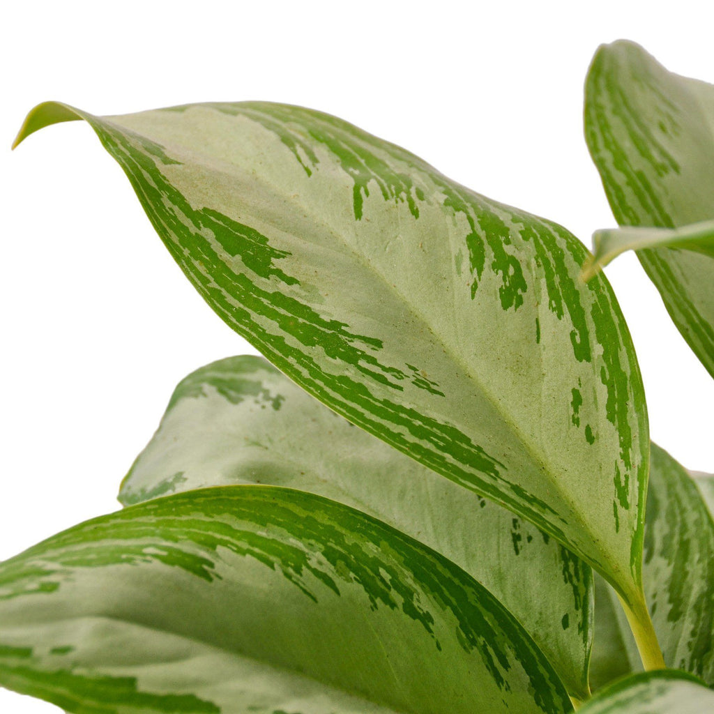 Chinese Evergreen 'Silver Bay' Indoor Houseplant-SproutSouth-Indoor Plants