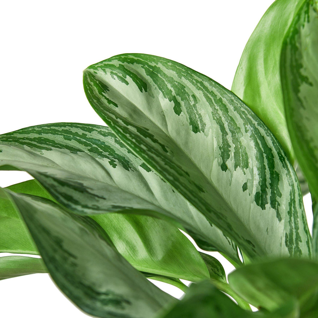 Chinese Evergreen 'Silver Bay' Indoor Houseplant-SproutSouth-Indoor Plants