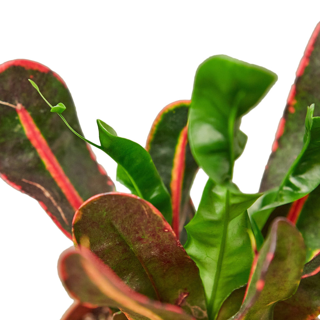 Croton 'Mammy' Indoor Plants House Plant Dropship 6" Pot 