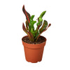 Croton 'Mammy' Indoor Plants House Plant Dropship 4" Pot 