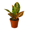 Croton Petra 'Joseph's Coat' Houseplant-SproutSouth-Indoor Plants