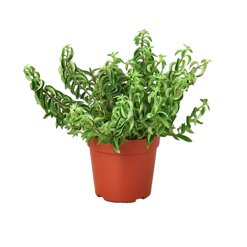 Curly Lipstick Plant Indoor Plants House Plant Dropship 