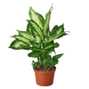 Dieffenbachia Camille 'Dumb Cane' Indoor Plants House Plant Shop 6" Pot Nursery Pot 