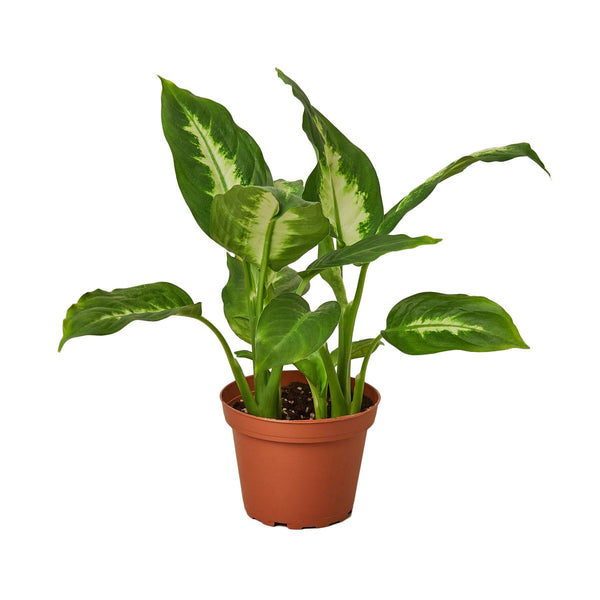Dieffenbachia Camille 'Dumb Cane' Indoor Plants House Plant Shop 4" Pot Nursery Pot 
