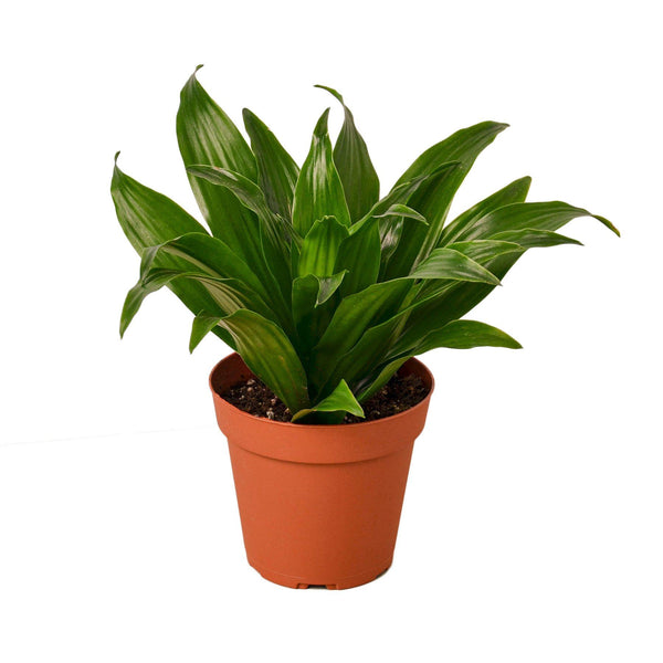 Dracaena 'Janet Craig' Houseplant-SproutSouth-Indoor Plants