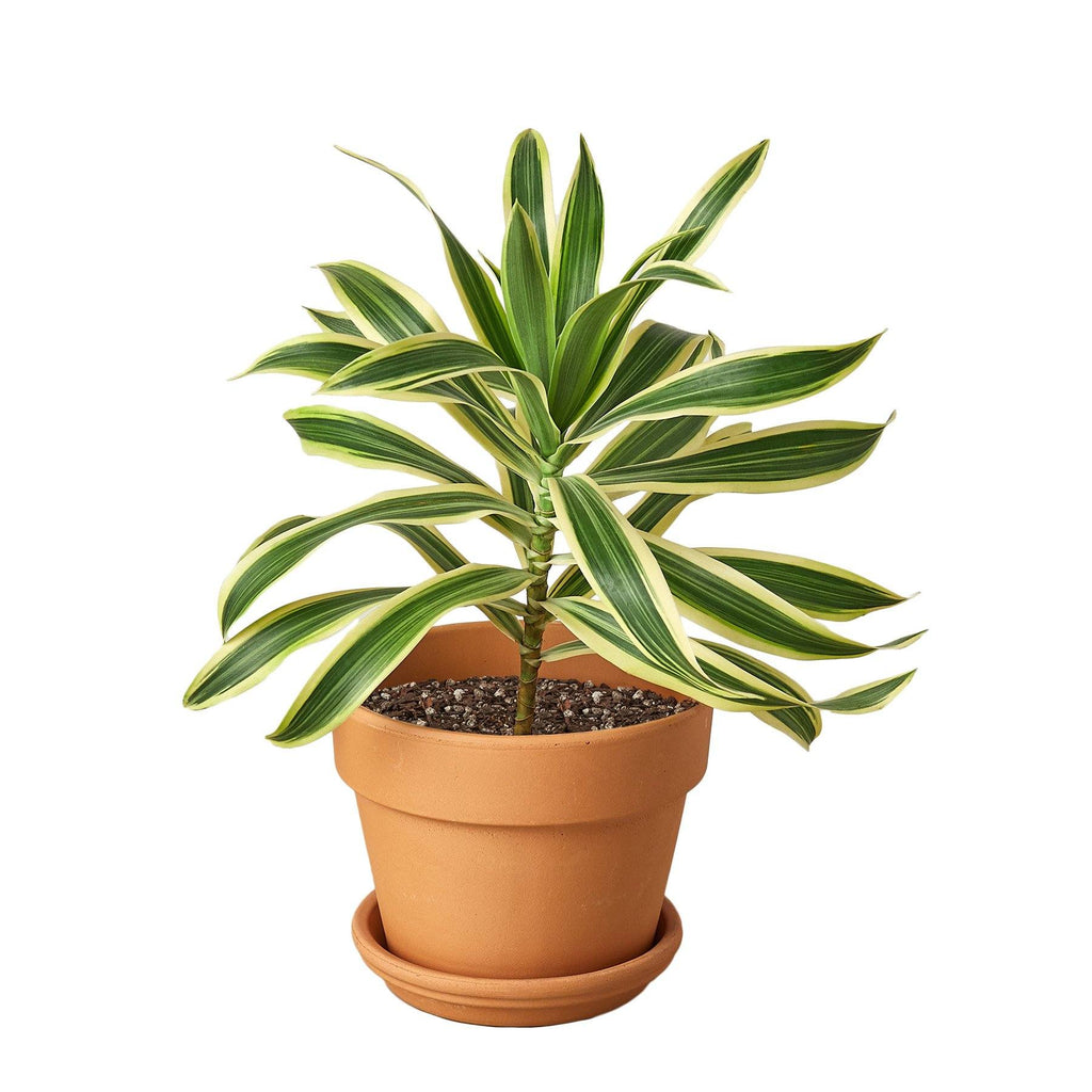 Dracaena 'Song of India' Indoor Plants House Plant Shop 4" Pot Terra Cotta Short 