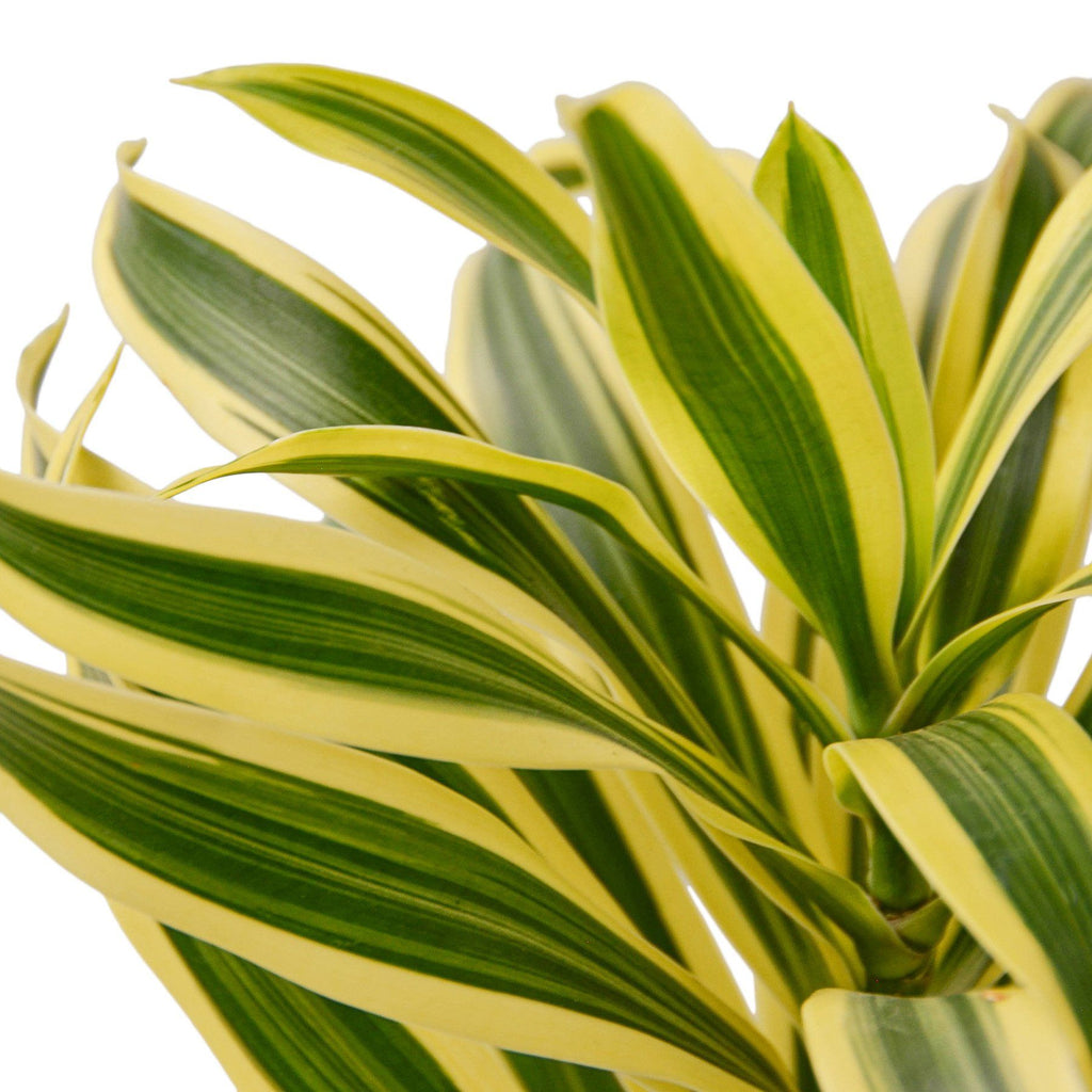 Dracaena 'Song of India' Indoor Plants House Plant Shop 
