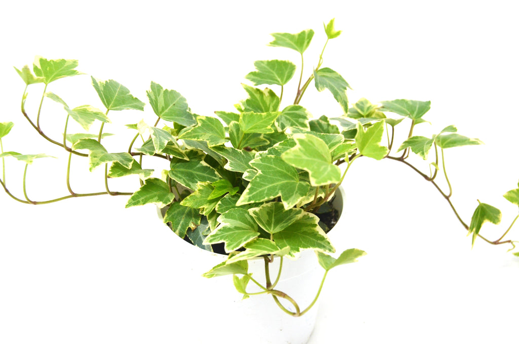 English Ivy 'Eva' - 4" Pot 4" Plant (1pk/$2) ($6 Ship/15oz) House Plant Dropship 