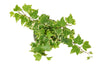 English Ivy 'Eva' - 4" Pot 4" Plant (1pk/$2) ($6 Ship/15oz) House Plant Dropship 6" Pot 