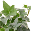 English Ivy 'Glacier' Indoor Plants House Plant Dropship 6" Pot Nursery Pot 