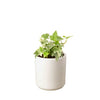 English Ivy 'Glacier' Indoor Plants House Plant Dropship 4" Pot White Cylinder 