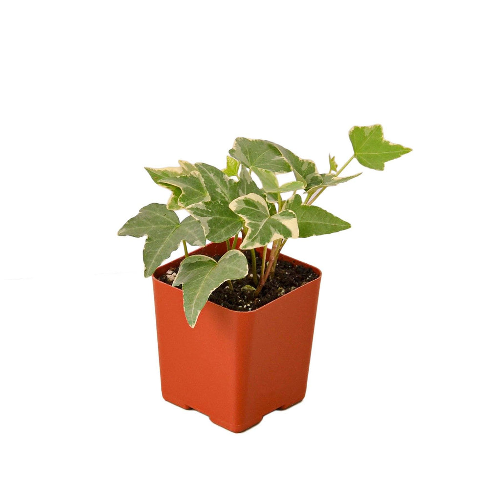 English Ivy 'Glacier' Indoor Plants House Plant Dropship 2.25" Pot Nursery Pot 