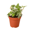 English Ivy 'Glacier' Indoor Plants House Plant Dropship 4" Pot Nursery Pot 