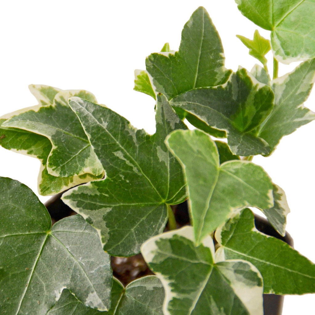 English Ivy 'Glacier' Indoor Plants House Plant Dropship 