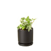 English Ivy 'Glacier' Indoor Plants House Plant Dropship 4" Pot Black Cylinder 